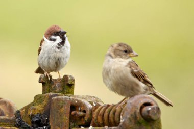 Tree sparrows male and female clipart