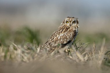 baykuş sarı gözlü güzel bir baykuş
