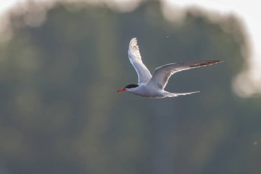 Ortak sumru veya kutup sumrusu 