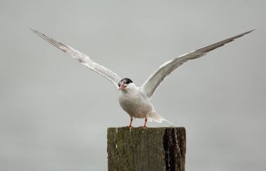 Kuzey Kutup sumrusu kuş