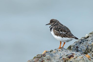 Ruddy Turnstone (arenaria yorumlaması )