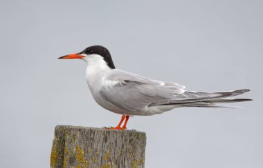 Arctic tern bird clipart