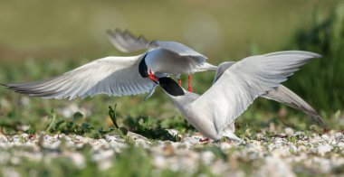 Ortak sumru veya arctic kırlangıçlar