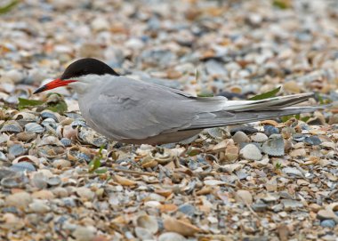 Kuzey Kutup sumrusu kuş
