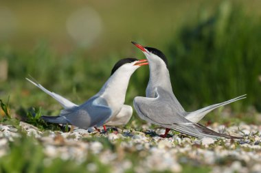 Ortak sumru veya arctic kırlangıçlar