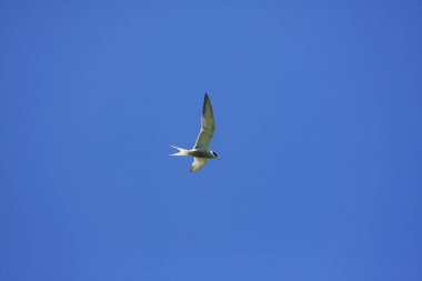 Ortak sumru veya kutup sumrusu 