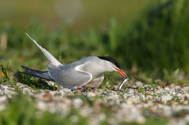 Ortak sumru veya kutup sumrusu 