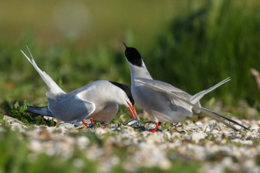 Ortak sumru veya arctic kırlangıçlar