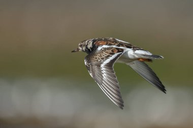 Kırmızı turnstone (Arenaria yorumlamak) 