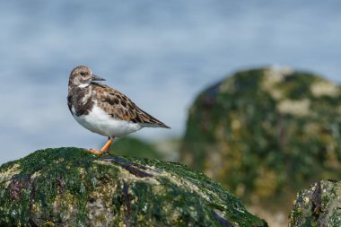 Ruddy Turnstone (arenaria yorumlaması )