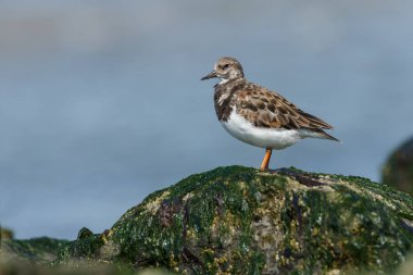 Ruddy Turnstone (arenaria yorumlaması )