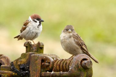 Tree sparrows male and female clipart