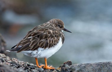 Ruddy Turnstone (arenaria yorumlaması )