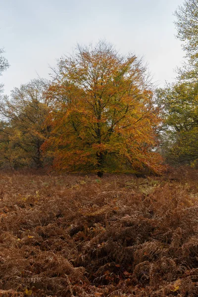 Herfst in het bos — Stockfoto