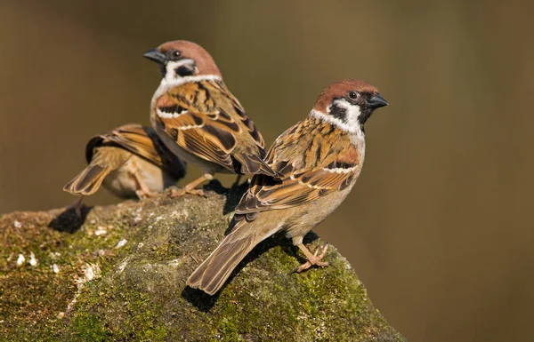 Sparrow ptáci v přírodě — Stock fotografie