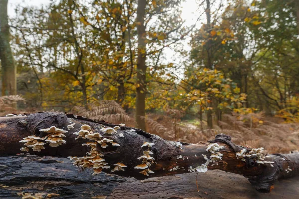 Herfst in het bos — Stockfoto