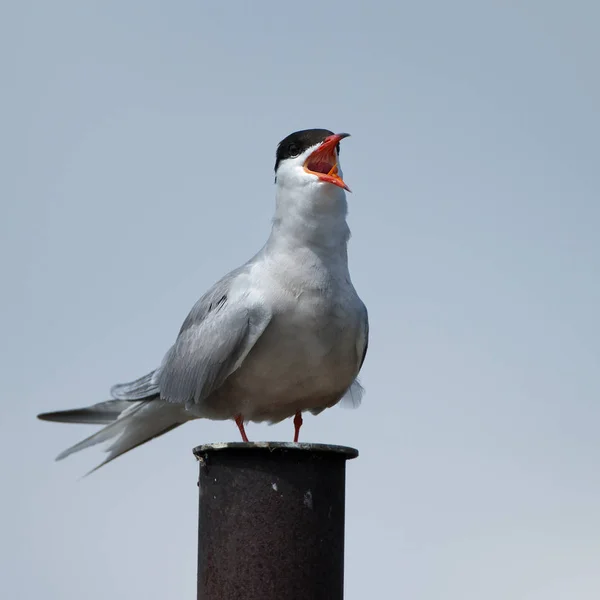 Pássaro-do-ártico — Fotografia de Stock