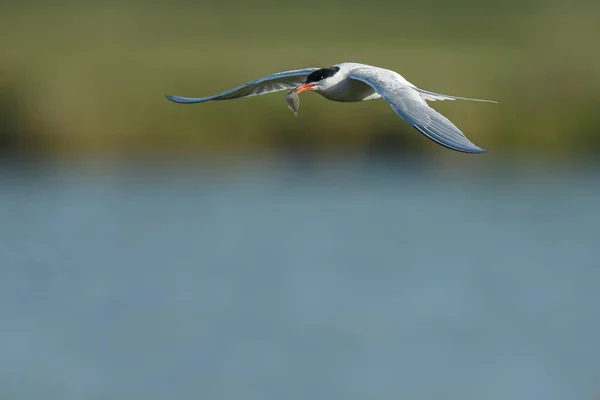 Arktisk tärna under flygning — Stockfoto