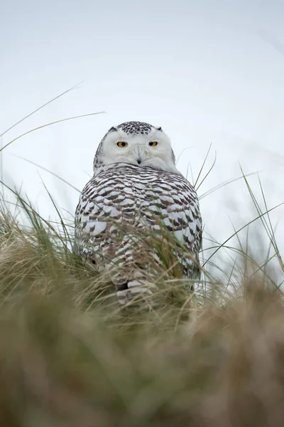 Eulenvogel — Stockfoto