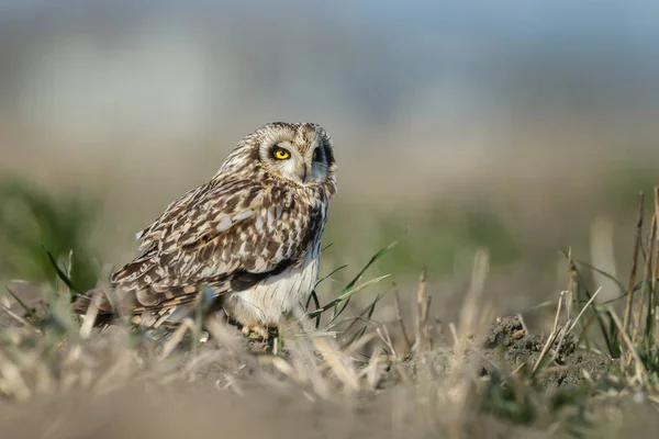 Gufo un bel gufo con gli occhi gialli — Foto Stock