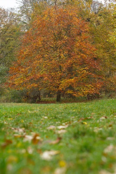Herfst in het bos — Stockfoto