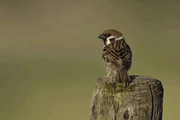 Pássaro de pardal na natureza — Fotografia de Stock