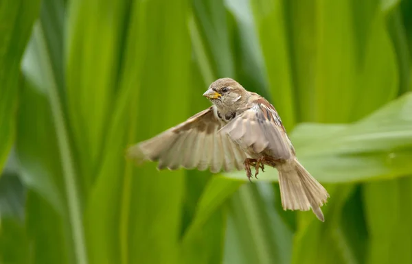 Sparrow bird in Flight — Stock Photo, Image