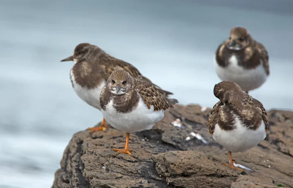 Turnstones rubio (Arenaria interpretar ) — Foto de Stock