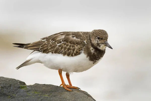 Pedra giratória Ruddy (arenaria interpres ) — Fotografia de Stock