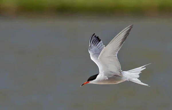 Common Tern or arctic tern — Stock Photo, Image