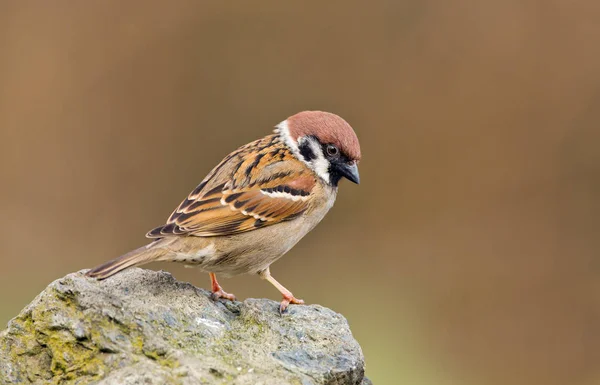 Mus vogel op aard — Stockfoto