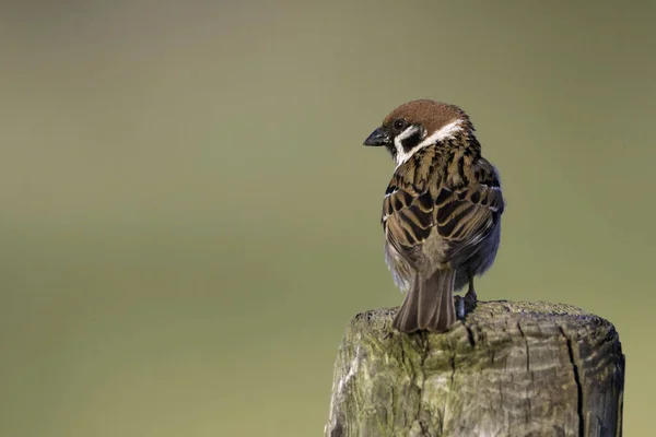 Pássaro de pardal na natureza — Fotografia de Stock