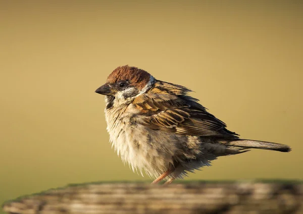 Doğa serçe kuş — Stok fotoğraf