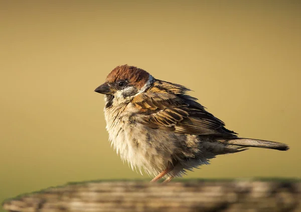 Vrabec pták na přírodu — Stock fotografie