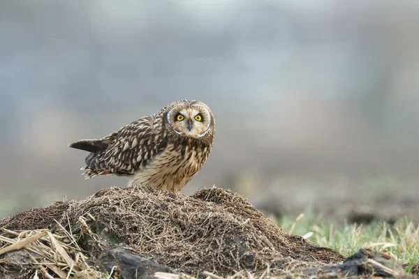Short eared owl — Stock Photo, Image