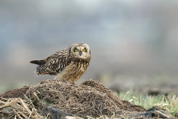 Короткоухая сова — стоковое фото