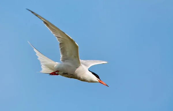 Common Tern or arctic tern — Stock Photo, Image