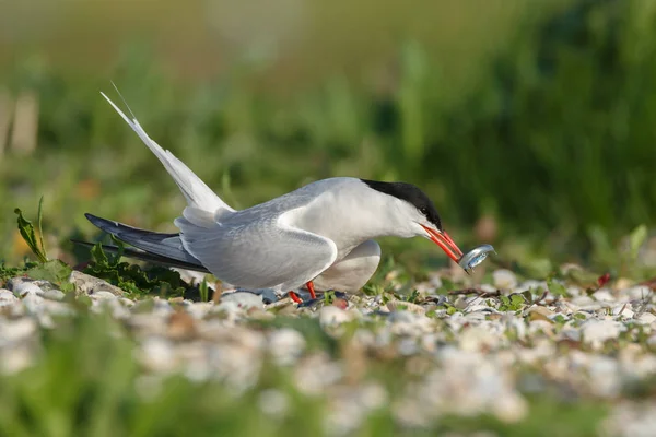 Gemeenschappelijke Tern of Noordse Stern — Stockfoto