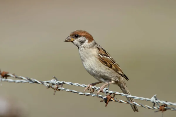 Sparrow bird on nature — Stock Photo, Image