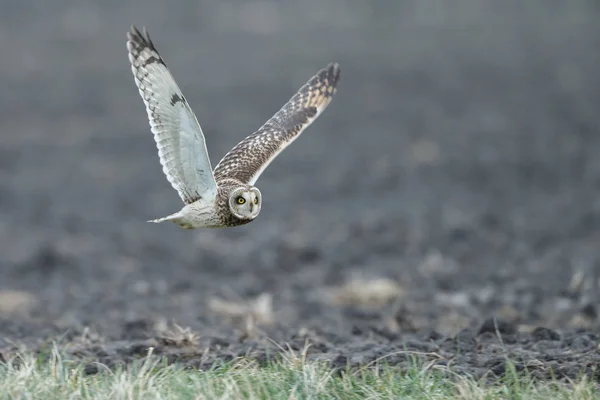 Short Eared Owl in vlucht — Stockfoto