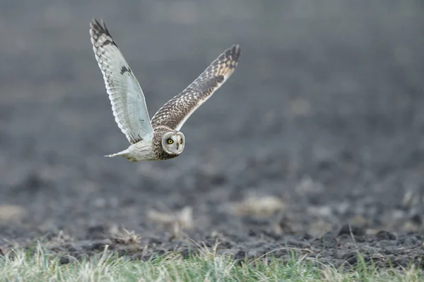 Hibou des oreilles en vol — Photo