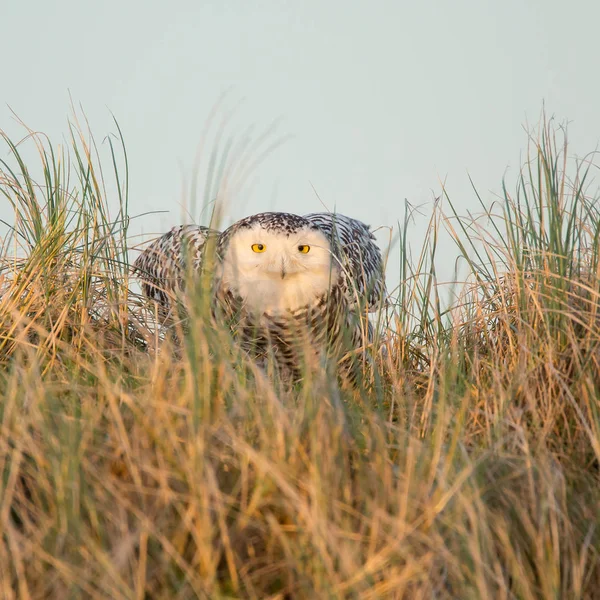 Snowy Owl bird — Stock Photo, Image