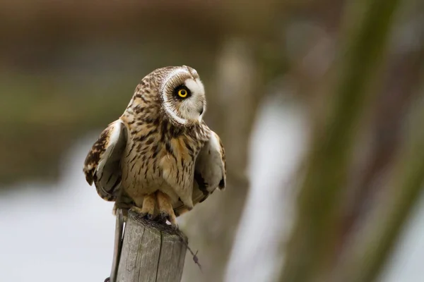 Kort Eared Owl på en stolpe — Stockfoto