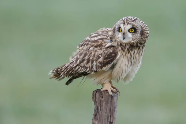 Short eared owl — Stock Photo, Image