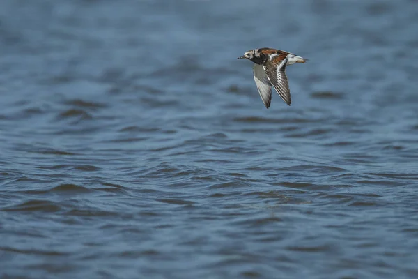 Pirospozsgás turnstone (Arenaria értelmezése) — Stock Fotó