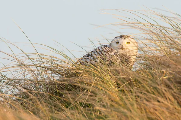 Eulenvogel — Stockfoto