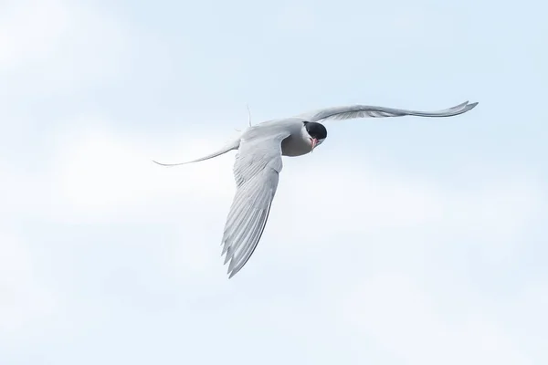 Common Tern or arctic tern — Stock Photo, Image