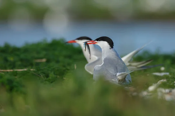 Gemeenschappelijke Tern of Arctische sterns — Stockfoto