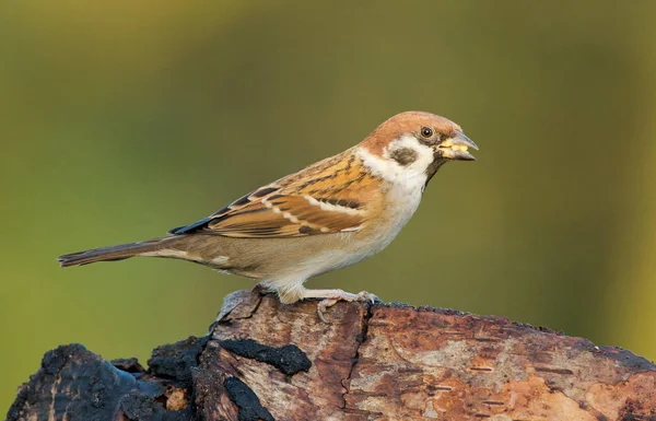 Moineau oiseau sur la nature — Photo