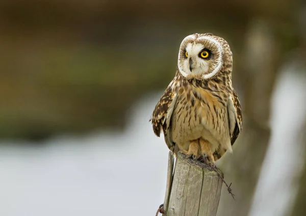 Kort Eared Owl på en stolpe — Stockfoto